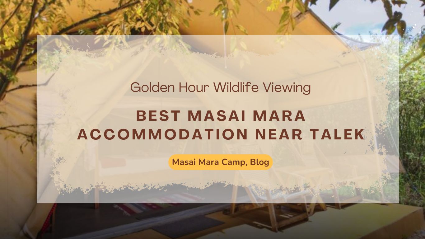best-masai-mara-accommodation-near-talek-golden-hour-wildlife-viewing/