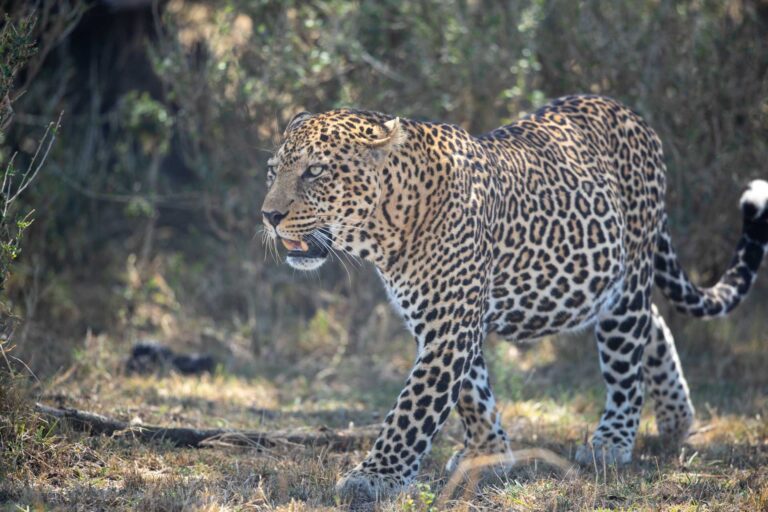 Masai Mara Photography Tour