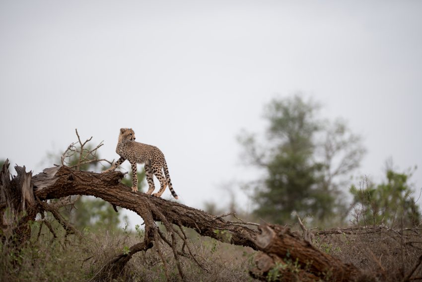 Masai Mara Photography Tour