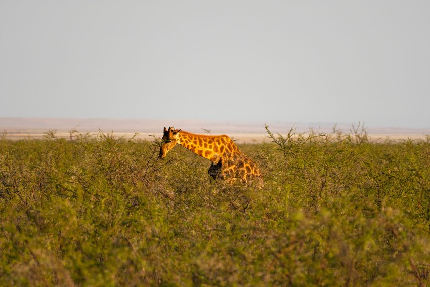 Masai Mara Photography Tour