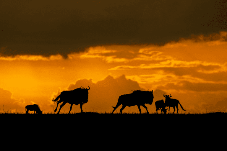 Masai Mara Photography Tour